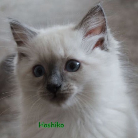 Hoshiko of Dryads Wood