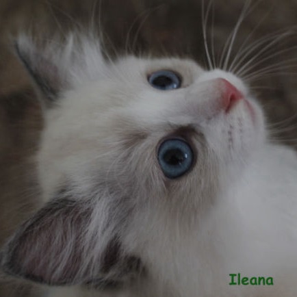 Ileana of Drydas Wood