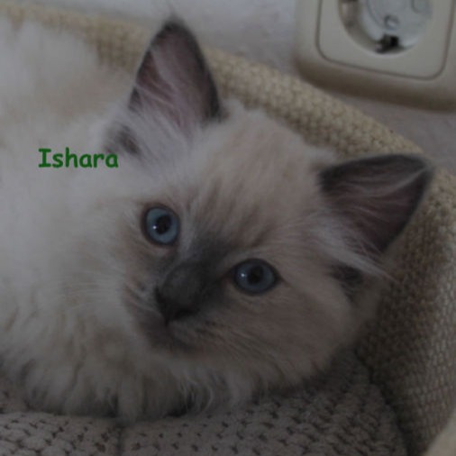 Ishara of Dryads Wood