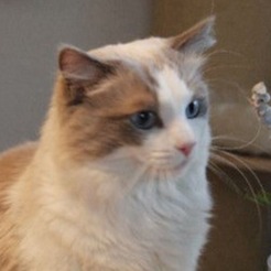 Filou of Boundless Beauty