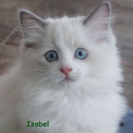 Izabel of Dryads Wood