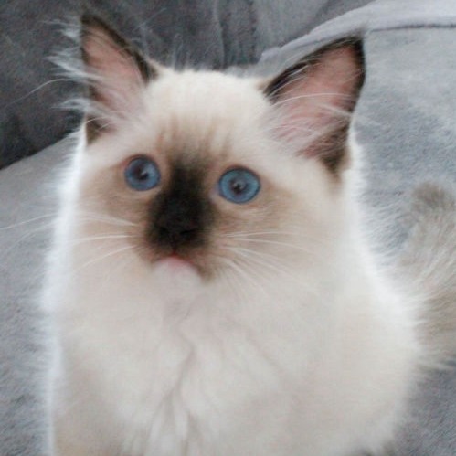 Jewel of Dryads Wood