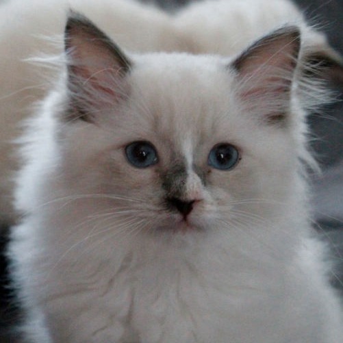 Jéronimo of Dryads Wood