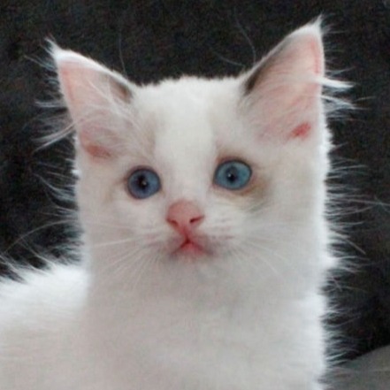 Jumana Jamala of Dryads Wood