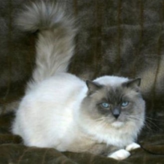 Prado Mellizo Heaven Dancer of Brugesa