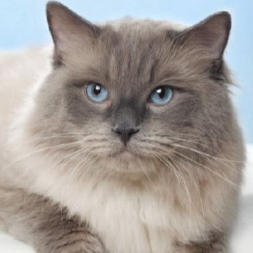 Snuggling Joker Winny